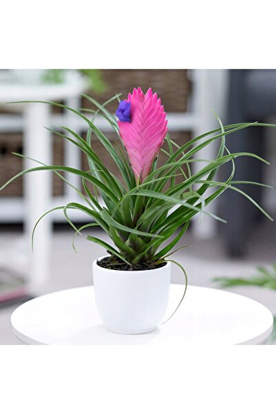 Byaysima Seramik Saksılı Tillandsia Cyanea Hava Çiçeği Ithal Canlı Ev Ofis Salon Bitkisi Mini Boy