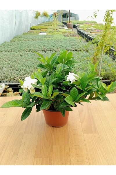 Mimoza Gardenya Çiçeği Gardenia Jasminoides Fidanı 10-20 cm