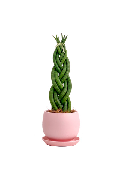 Fidanburada Örgülü Paşa Kılıcı-curvy Pembe Saksılı Sansevieria Cylindrica Braided 30-40 Cm