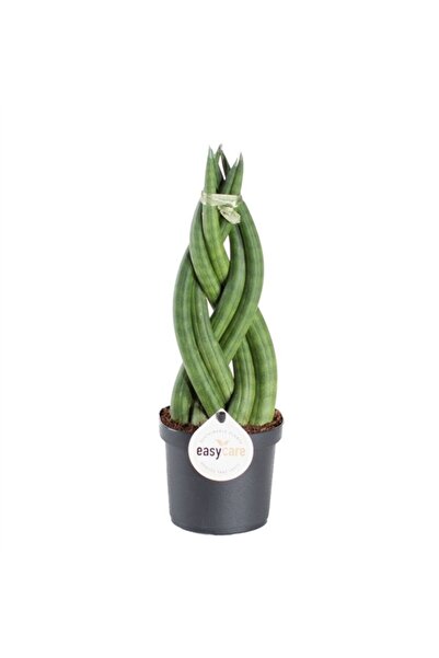 Fidanburada Örgülü Paşa Kılıcı Sansevieria Cylindrica Braided 30-40 Cm