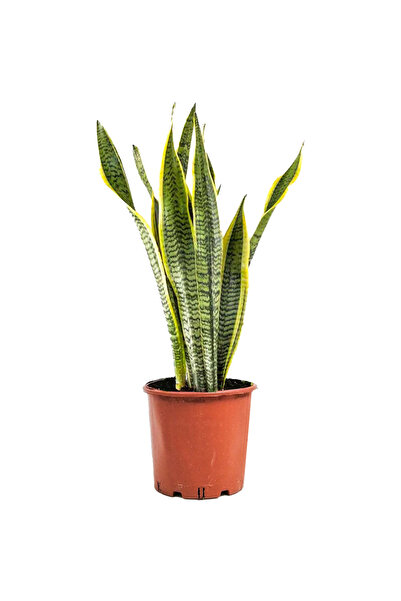 Fidanburada Paşa Kılıcı-Sansevieria Laurentii 60-80 Cm