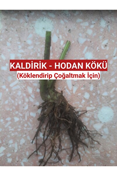 Nutyen 2 Adet Kaldirik - Hodan - Ispıt Otu Kökü Fidesi - Açık Kök (Köklendirip Çoğaltmak İçin)