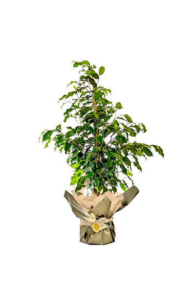 Fidanburada Hediye Paketli Benjamin Bitkisi-ficus Benjamina Danielle