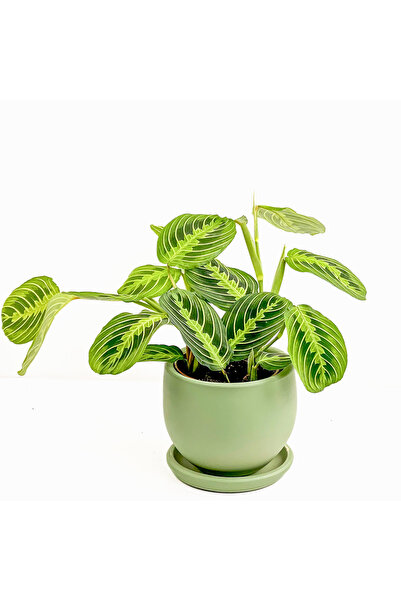 Fidanburada Maranta Leuconeura Lemon Lime - Dua Çiçeği Curvy Yeşil Saksılı