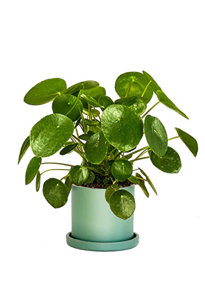 Fidanburada Pilea Peperomioides Mint Yeşili Ruby Saksılı - Çin Para Bitkisi