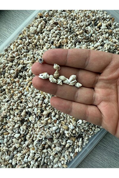 Seashell Rio 600 Adet Doğal Deniz Kabuğu (Karışık Nassa) Akvaryum Süsleme Hob...