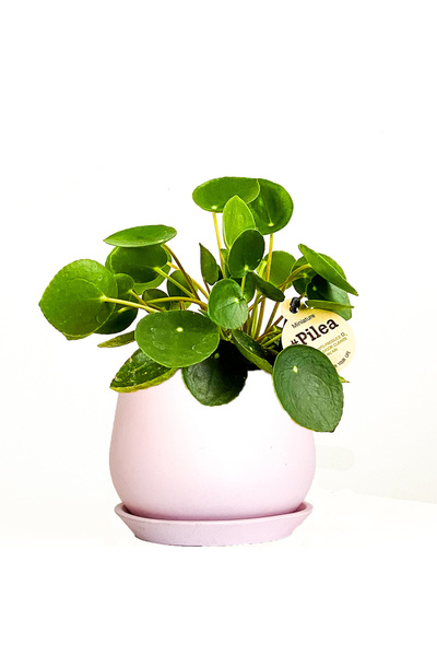 Fidanburada Baby Pilea Pembe Curvy Saksılı
