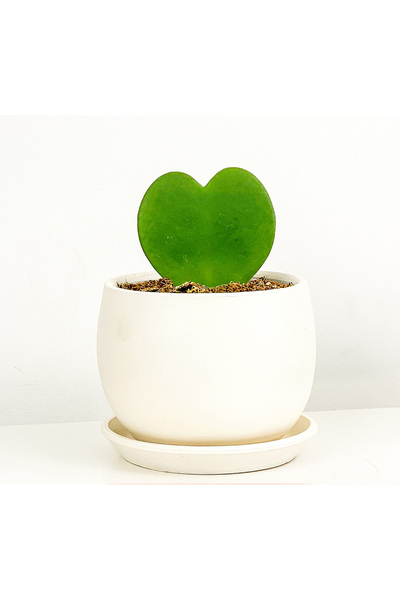 Fidanburada Hoya Kerrii (kalp Sukulent) Beyaz Curvy Saksılı