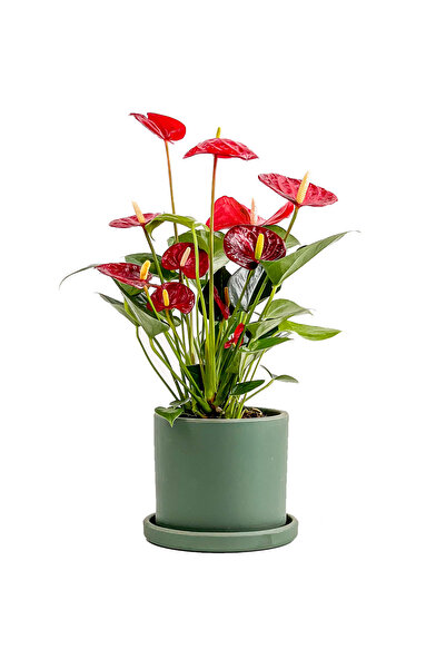 Fidanburada Antoryum Çiçeği-flamingo Çiçeği Ruby Yeşil Saksılı - Anthurium 30...