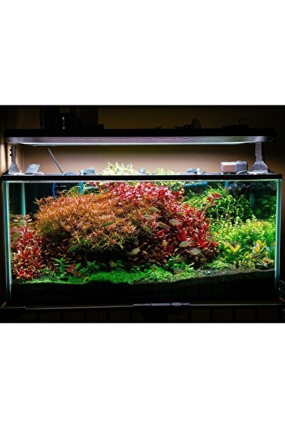 variegataseeds Akvaryum Bitki Tohumu Karışık 100 Adet