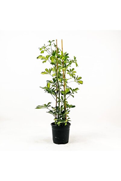 Fidanburada Şeflera-schefflera - Gold Capella 2 Dallı - 80-100 Cm