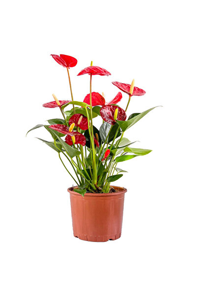 Fidanburada Antoryum Çiçeği-flamingo Çiçeği-anthurium-ithal
