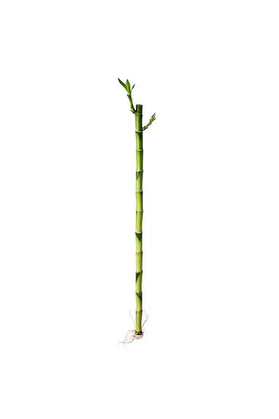 IKEA Natural bamboo plant 45 cm
