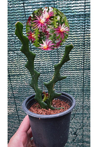 Birtutamrenk Selenicereus Anthonyanus Zikzak Atlas Çift Köklü