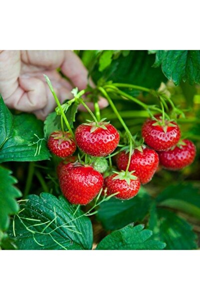 Genel Markalar Organik 1 Adet Albion Çilek Fidesi