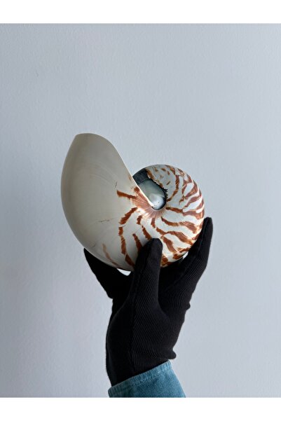 Seashell Rio Deniz Kabuğu | 15-17 cm Doğal Nautilus Kabuk | Naturel Spiral Ka...