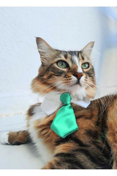 Cebera MG Tie Cat Collar - Tie Cat Collar with Snap Fastener - Shirt Collar - Fabric Cat Collar
