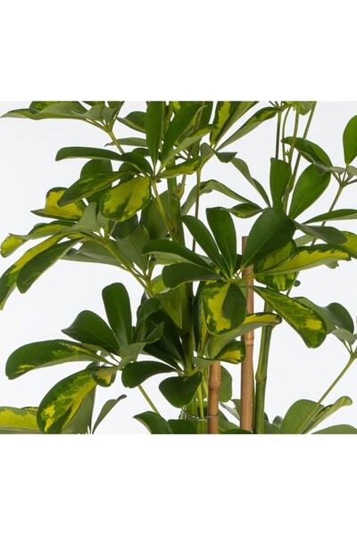 SENA BOTANİK VE ÇİÇEK Alacalı Şeflera-schefflera Actinopylla (80 Cm ) Özel Kutulu Güvenli Gönderim