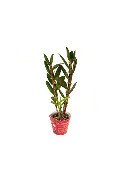 modasteps Çiçeksiz Dendrobium Bambu Orkide Fidesi