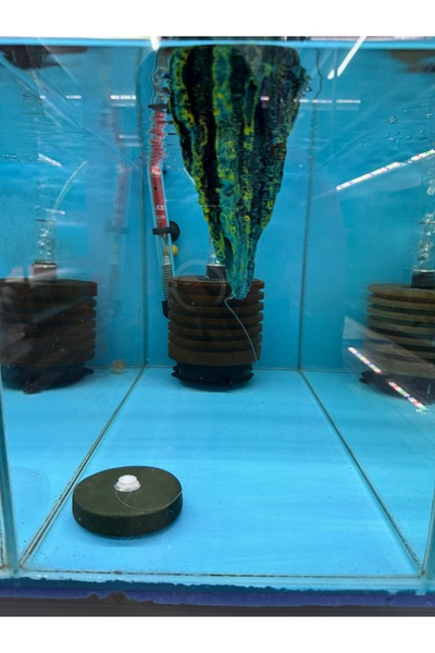 Meç Avatar Kaya Yüzen Dekor L Boy 11x9,5x7,1cm