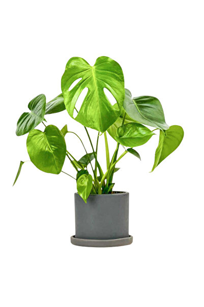 Fidanburada Deve Tabanı Bitkisi- Monstera Deliciosa Ruby Antrasit Saksılı
