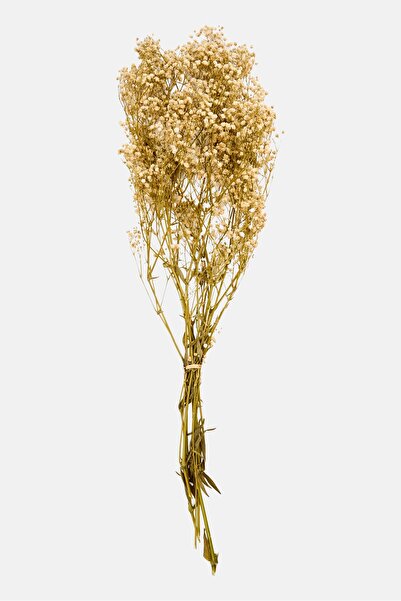 Muy Mucho زهرة بانيكولاتا مجففة محفوظة 60 سم، متنوعة