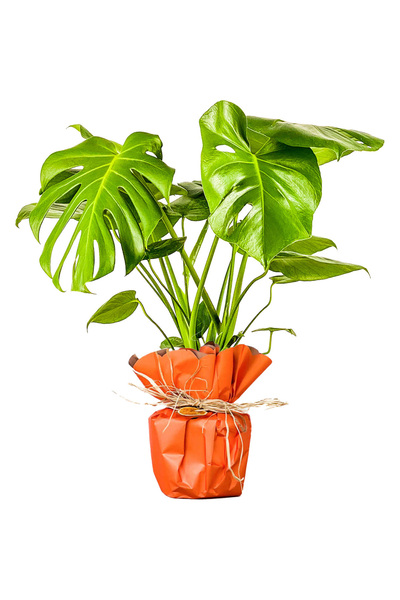 Fidanburada Hediye Paketli Deve Tabanı Bitkisi- Monstera Deliciosa