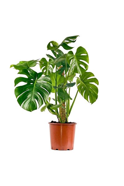 Fidanburada Monstera Deliciosa Yosun Gövdeli Deve Tabanı