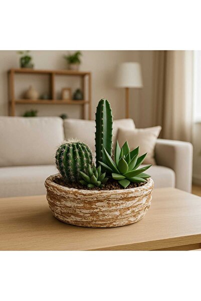 Dekor Taş Desenli Sukulent ve Kaktüs Saksısı