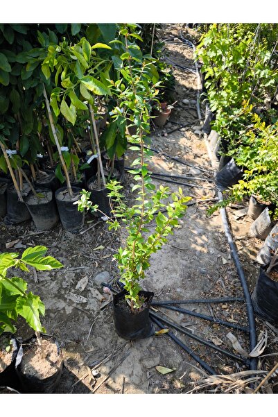 Köyceğiz Bitki Dünyası Beyaz Mersin (Murt) Fidanı