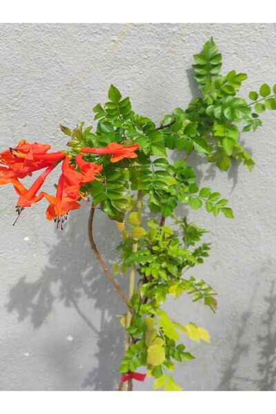 Gardenbox Campsis Radicans Sarmaşık Acem Borusu Çiçeği 50-70CM Saksılı Bahçe ...