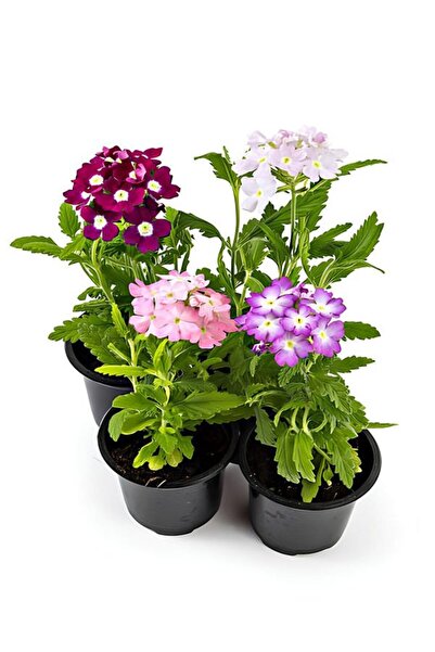 Gardenbox Karışık Renk 4 Adet Mine Çiçeği Pembe-Beyaz-Mor-Fuşya Renk 10-20cm