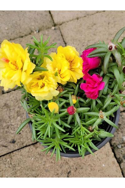 Gardenbox İpek Kedi Tırnağı Çiçeği 2 Adet Sarı-Fuşya Renkli 10-15cm (Portulac...