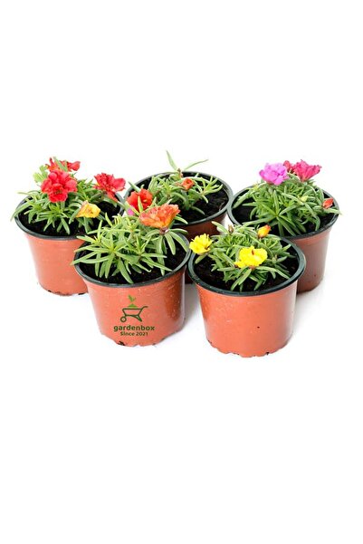 Nura Botanik 5' Li Karışık Rengarenk Kedi Tırnağı İpek Çiçeği 5-15cm Saksılı