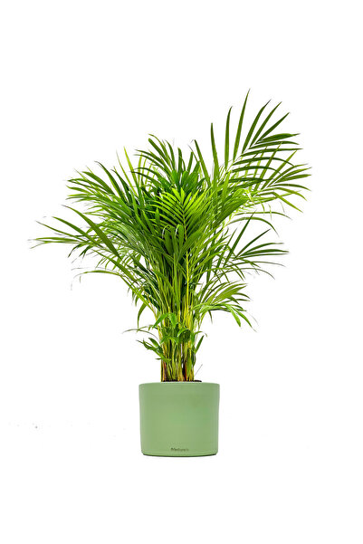 Fidanburada Areka Palmiyesi Large - Ruby Mint Yeşili Saksılı Dypsis Lutescens