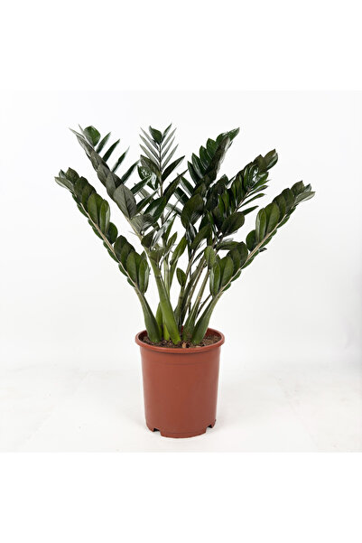 Fidanburada Siyah Zamia Bitkisi - Zamioculcas Raven 80-100 cm - İthal