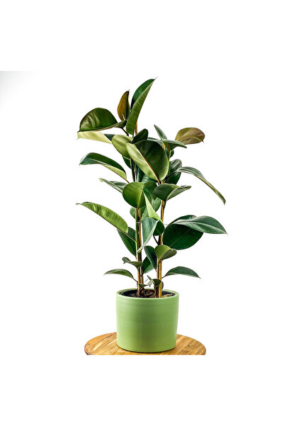 Fidanburada Ficus Elastica Kauçuk Ruby Mint Yeşili Saksılı