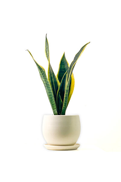 Fidanburada Bodur Paşa Kılıcı Beyaz Curvy Saksılı Sansevieria Laurentii Superba
