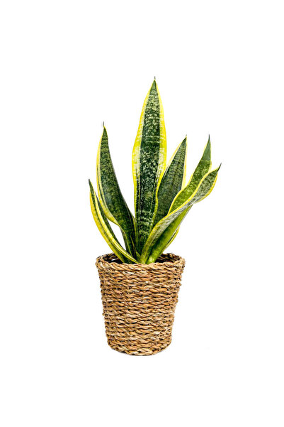Fidanburada Bodur Paşa Kılıcı Lanesse Düz Hasır Saksılı Sansevieria Laurentii...