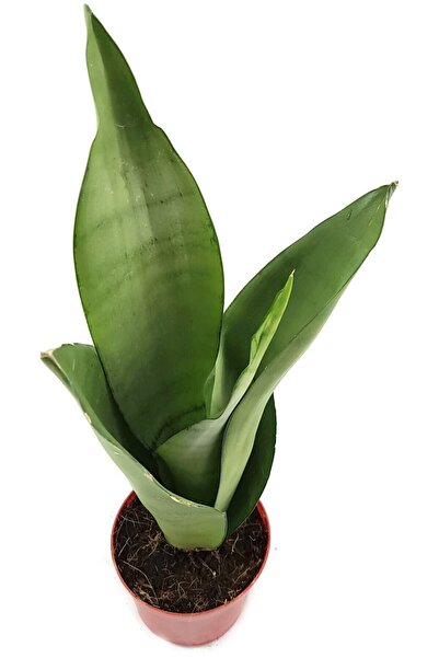 Byaysima Sansevieria Moonshine Canlı Saksıda Ithal Ay Işığı Paşa Kılıcı Ev Ofis Salon Bitkisi