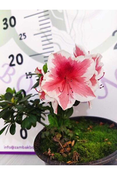 Zambak Botanik Alaclı Pembe Beyaz Açelya (Azalea) - Renkli ve Göz Alıcı Çiçekli Bitki