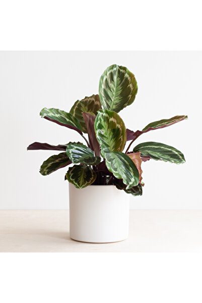 Byaysima Dua Çiçeği Calathea Roseopicta Medallion Canlı Ev Ofis Salon İç Meka...