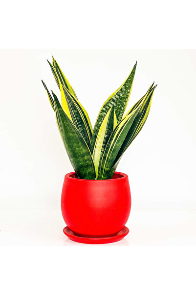 Fidanburada Sansevieria Trif. Gold Flame Sarı Paşa Kılıcı - Kırmızı Curvy Saksılı 30-40 Cm