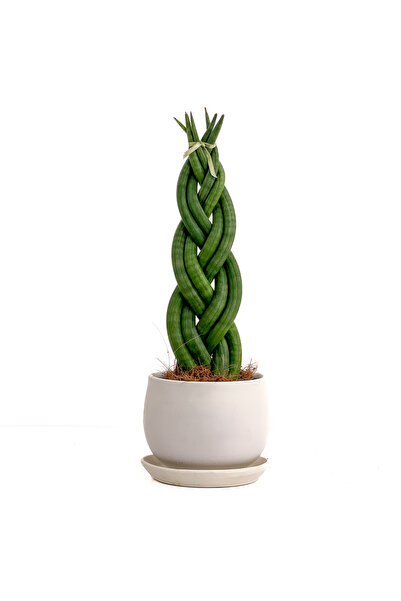Fidanburada Örgülü Paşa Kılıcı-curvy Beyaz Saksılı Sansevieria Cylindrica Bra...