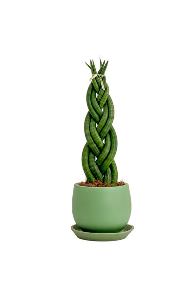 Fidanburada Örgülü Paşa Kılıcı-curvy Yeşil Saksılı Sansevieria Cylindrica Bra...
