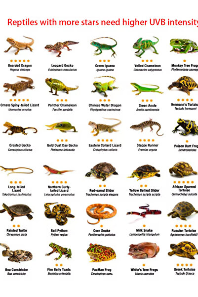 KORHAN TEKNİK Uva- Uvb 3.0 Sürüngen Kaplumbağa Lambası 25w 2 Adet