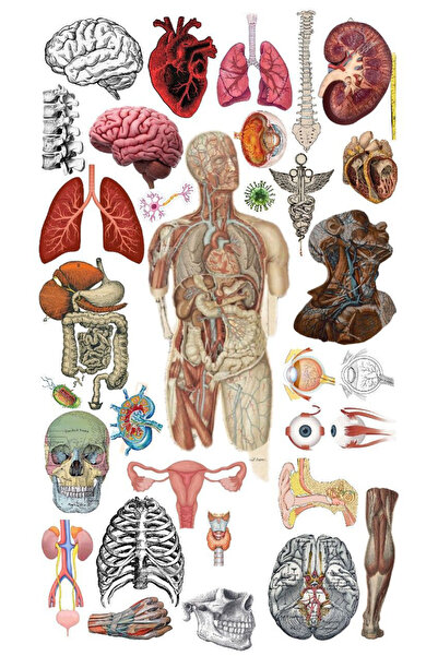 BK Design Anatomi Sticker Telefon Laptop Notebook Tablet Defter Matara Stiker Etiket ST1314