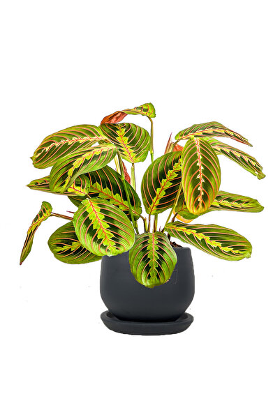 Fidanburada Maranta Fascinator Curvy Antrasit Saksılı Dua Çiçeği