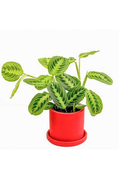 Fidanburada Maranta Leuconeura Lemon Lime - Dua Çiçeği Ruby Kırmızı Saksılı