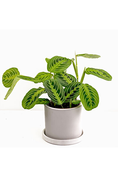 Fidanburada Maranta Leuconeura Lemon Lime - Dua Çiçeği Ruby Beyaz Saksılı